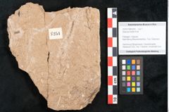 Foto (Objekt + Etikett) von Sequoia hardtii Endl. (NHMW-GEO-2024-0188-8254)